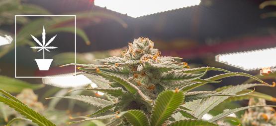 As melhores sementes de canábis para cultivo interior