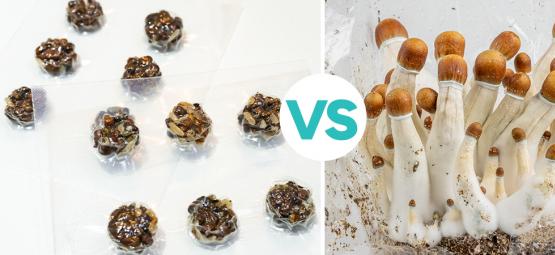 Trufas mágicas vs cogumelos mágicos: Qual sairá vencedor?