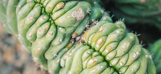Crested San Pedro: o que é?