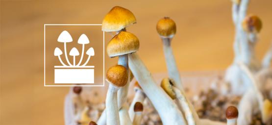 Cultive o extraordinário: os 5 melhores kits para cultivar cogumelos mágicos