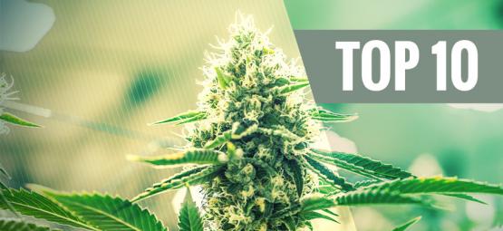 Top 10 variedades de cannabis Kush
