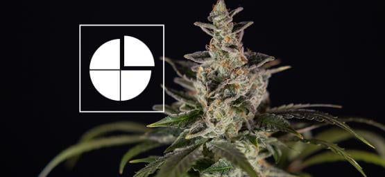 As melhores variedades com proporção 1:1 de THC:CBD