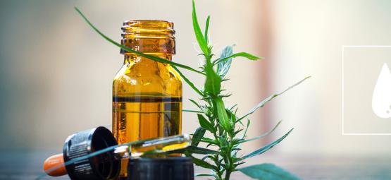 Guia completo sobre óleo de cannabis CO₂
