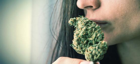 Como eliminar o odor a canábis