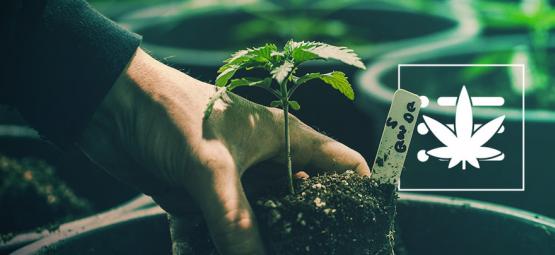 Guia prático: como cultivar a sua primeira planta de canábis em 10 passos