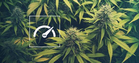 Como aumentar os níveis de CBD no cultivo de canábis