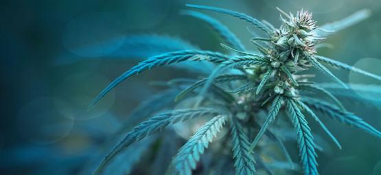 Variedade de canábis com menos de 1% de THC: CBD Fix Auto