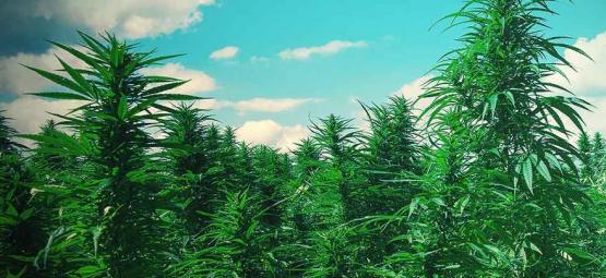 Top 10 dicas para cultivar árvores de canábis