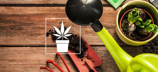 10 ferramentas essenciais para o cultivador de canábis