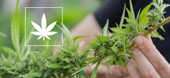 6 variedades de canábis com 1% ou menos de THC
