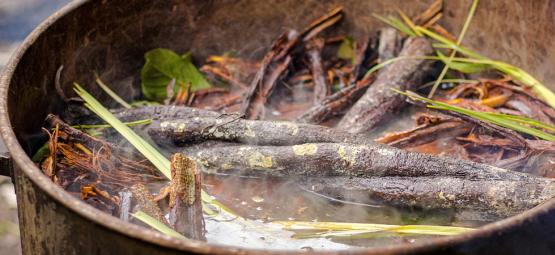 Mitos e factos sobre a ayahuasca: Separar a verdade da ficção