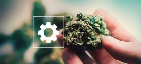 Sticky Beast Automatic da Zamnesia Seeds: Análise após a colheita
