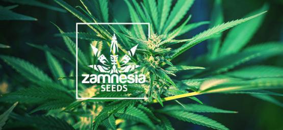 Nova variedade da Zamnesia: Girl Scout Cookies Auto