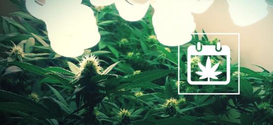 Colheita contínua: como cultivar canábis durante todo o ano