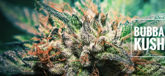 Análise da variedade: Bubba Kush