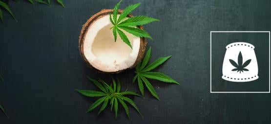 A utilizar água de coco como fertilizante biológico para canábis