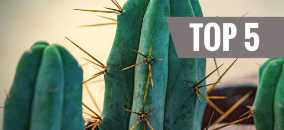Top 5 cactos de mescalina