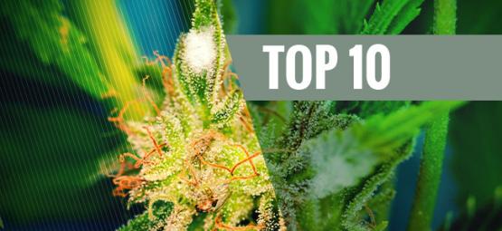 Top 10 variedades de canábis resistentes ao bolor