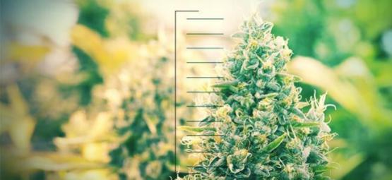 As 10 melhores plantas de canábis compactas