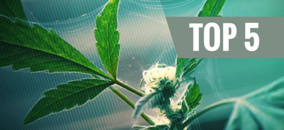 Top 5 repelentes naturais de pragas para canábis