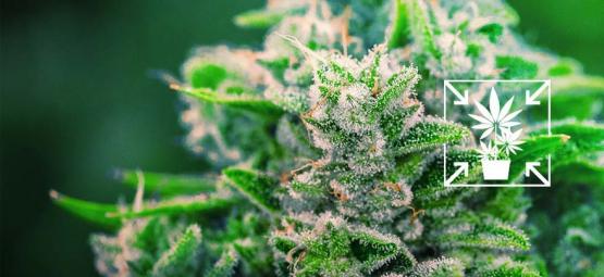 Como cultivar plantas de canábis pequenas e compactas