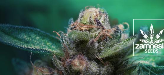 Nova variedade Zamnesia: Auto Purple CousKush