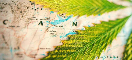 Quais são os países que mais consomem cannabis? [Atualização 2025]
