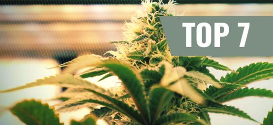 Sete principais fatores de iluminação para cultivar canábis