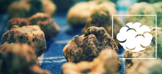 Psilocybe galindoi: A carne dos deuses