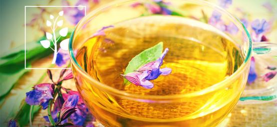 Como preparar chá de Salvia divinorum