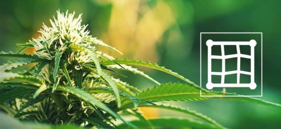 Melhores variedades de canábis para cultivar em Screen of Green (ScrOG)