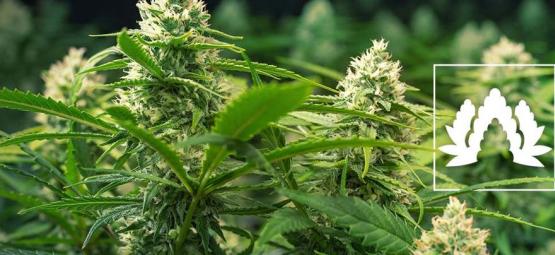 As 5 melhores variedades de canábis para cultivo Sea of Green (SOG)