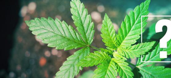 O que fazer se a sua planta de canábis não florescer