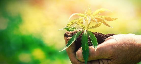 O que deve saber antes de cultivar canábis