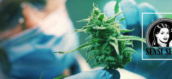 A Sensi Seeds apresenta Sensi Seeds Research