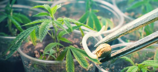 Sementes vs. clones: guia definitivo sobre vantagens e desvantagens