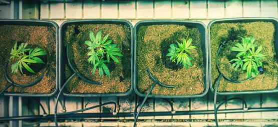 Quando e como transplantar plantas de canábis para obter maiores colheitas