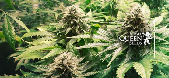 As 10 melhores variedades de canábis da Royal Queen Seeds [2025]