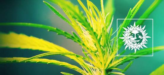 Dr. Grinspoon: Sativa pura com um impacto poderoso