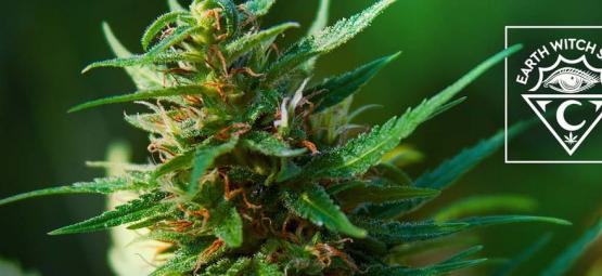 Earth Witch Seeds: biológicas e vegan