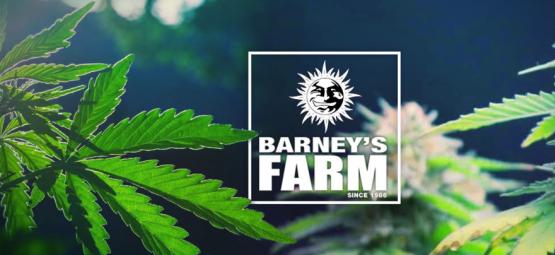 As melhores variedades de canábis da Barney's Farm