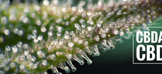 O que é o CBDA e em que difere do CBD?