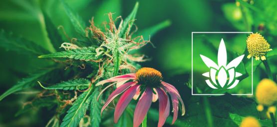 Os canabinóides não são exclusivos da cannabis