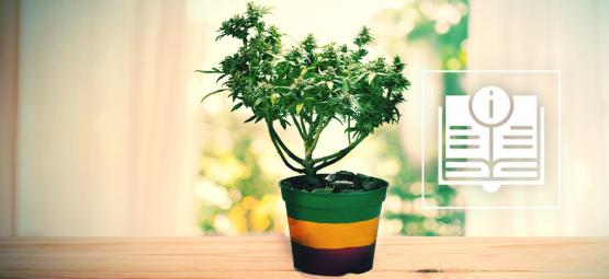 Tudo o que precisa de saber sobre plantas bonsai de canábis
