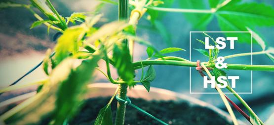 Técnicas HST e LST para treinar as suas plantas de canábis