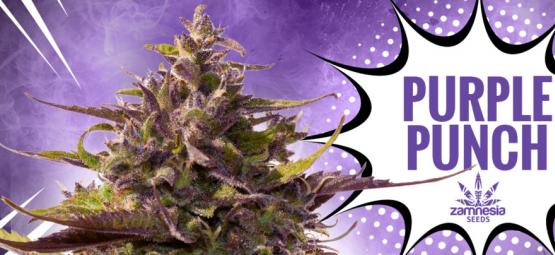 Purple Punch: Sabor, potência e beleza—tudo num só