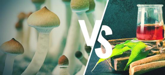 Ayahuasca vs cogumelos mágicos: quais as diferenças?