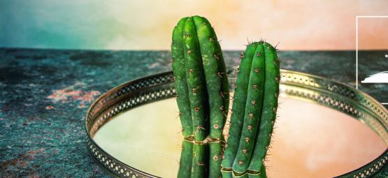 5 mitos sobre o cato San Pedro desmistificados