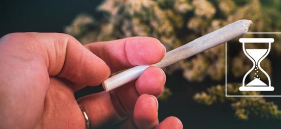 A erva pode expirar? Descubra como preservar a qualidade das suas flores
