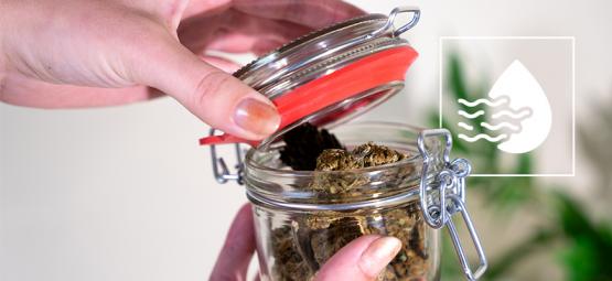 Como (e porquê) arejar os seus topos durante a cura do cannabis